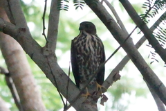 Accipiter virgatus fuscipectus