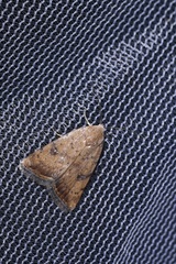 Micrathetis