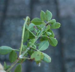 Indigofera porrecta
