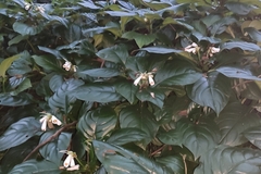 Hemiboea subcapitata