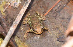 Epipedobates machalilla