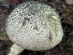 Austroboletus neotropicalis
