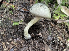Austroboletus neotropicalis