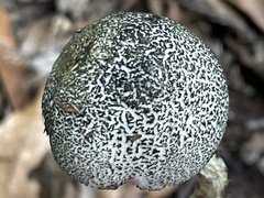 Austroboletus neotropicalis