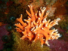 Stylaster nobilis