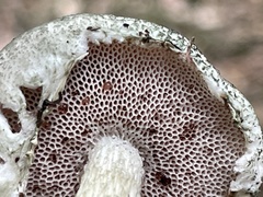 Austroboletus neotropicalis
