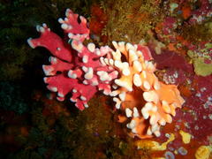 Stylaster nobilis