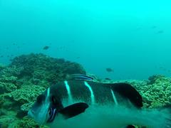 Plectorhinchus playfairi