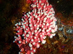 Stylaster nobilis