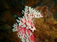 Stylaster nobilis