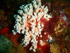 Stylaster nobilis