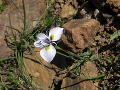 Moraea fergusoniae