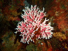 Stylaster nobilis