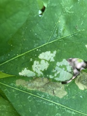 Calycomyza flavinotum