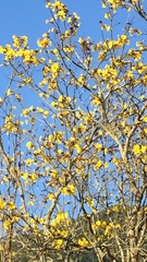 Handroanthus chrysotrichus