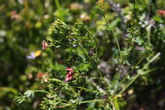 Indigofera stricta