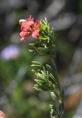 Indigofera stricta