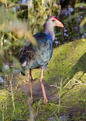 Porphyrio poliocephalus