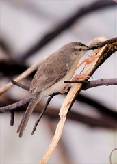 Prinia inornata