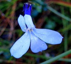 Lobelia dichroma