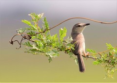 Prinia inornata