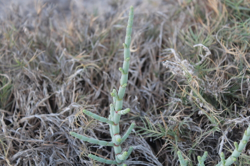 Image of Salicornia perrieri by (c) Michael A. Alcorn, some rights reserved (CC BY)