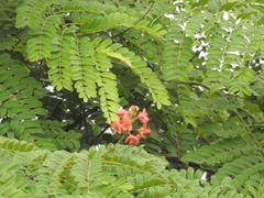 Cassia javanica