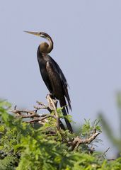 Anhinga melanogaster