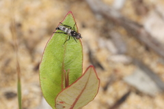 Acraspisa