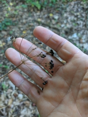 Physospermum cornubiense