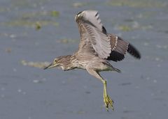 Nycticorax nycticorax