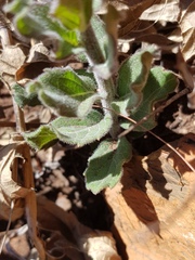 Pseudopegolettia tenella