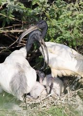 Threskiornis melanocephalus
