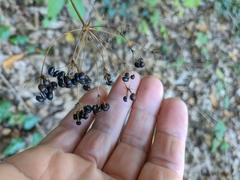 Physospermum cornubiense