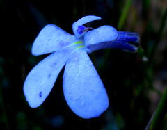 Lobelia dichroma