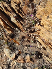 Pseudopegolettia tenella