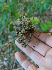 Allium decipiens quercetorum