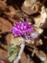 Pseudopegolettia tenella