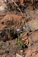 Pseudopegolettia tenella