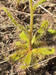 Drosera cistiflora