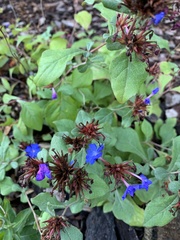 Ceratostigma plumbaginoides