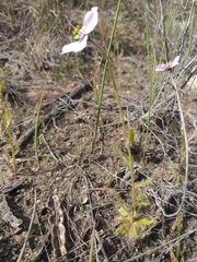 Drosera cistiflora