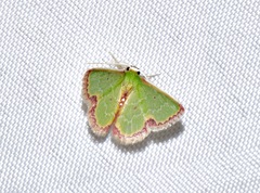 Synchlora atrapes