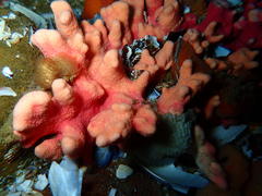 Stylaster nobilis