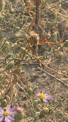 Diogmites angustipennis