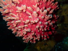Stylaster nobilis