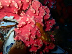 Stylaster nobilis