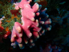 Stylaster nobilis