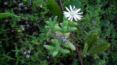 Delosperma patersoniae