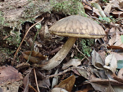 Leccinellum griseum